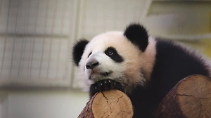 Будут искать жениха: В зоопарке Москвы рассказали, когда панда Катюша покинет Россию