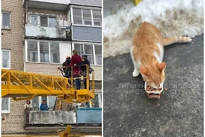 Россиянка полезла снимать кота с дерева, а в итоге пришлось спасать её саму
