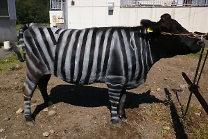 Японцы начали перекрашивать коров в зебр
