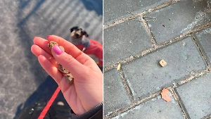 В Москве завёлся догхантер, который травит собак лакомствами с крючками