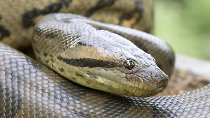 "Великанша": В тропических лесах Амазонки нашли самую большую в мире змею