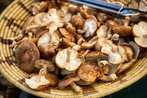 Найдены грибы, которые помогут похудеть и избавиться от целлюлита
