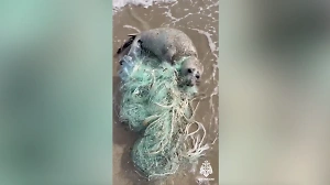 В Дагестане сотрудник МЧС спас запутавшегося в рыболовной сети крошку тюленя