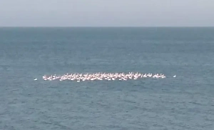 В Крыму заметили крупную стаю розовых фламинго
