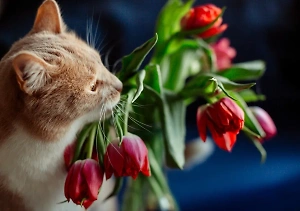 Не дарите девушкам с котами: Ветеринар рассказал, какие букеты на 8 Марта могут убить усатых