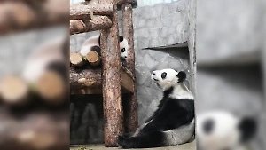 "Крохотулечка совсем": Посетители Московского зоопарка смогли впервые встретиться с пандой Катюшей