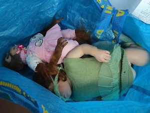 Следовавшая из Латвии женщина ввезла в Россию напичканные наркотиками игрушки