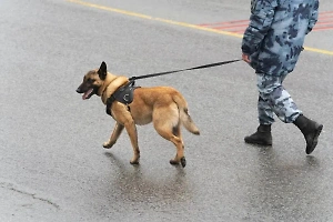 Сотрудник ОМОНа таинственно исчез в Подмосковье после ДТП