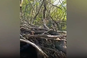 «Посадка смерти»: Российский боец опубликовал видео с необычной находкой в лесу