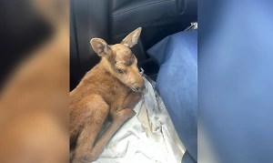 Новорождённый лосёнок оказался один в лесу, но его спасли от гибели