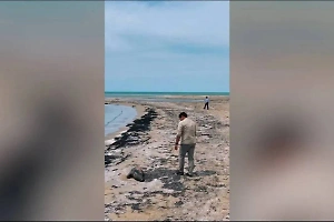 Более ста мёртвых краснокнижных тюленей выбросило на берег Каспийского моря