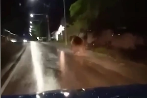 В дагестанском селе застрелили медвежонка, который вышел побегать на улицу