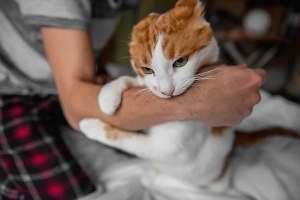 Женщина умерла после укуса домашней кошки