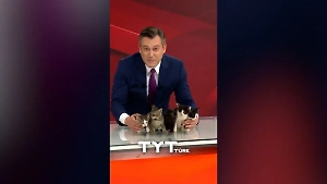 Милота в прямом эфире: Турецкий телеведущий завершил выпуск новостей вместе с котятами

