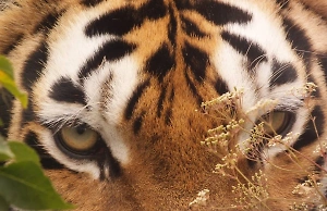 Рычим от счастья: Амурская тигрица из «Тайгана» принесла тройное потомство