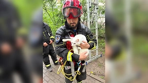 112 для пушистых: Москвичам рассказали, кто в столице спасает зверей и птиц