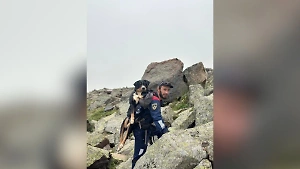 Спасатели помогли собачке с ранеными лапками спуститься с горы