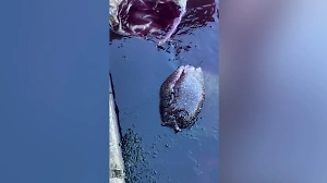 «Какое оно огромное»: Женщина поймала странного морского монстра и сняла на видео