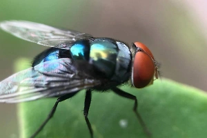 Будем хрустеть мухами? Академик объяснил, как белок из насекомых изменит рацион россиян
