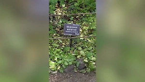 Кочедыжник или копытень? В «Аптекарском огороде» МГУ подсказали, как записывать бывших в телефоне