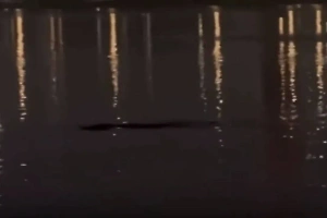 В Сеуле рыбак снял на видео «чудовище», поднявшееся из-под воды