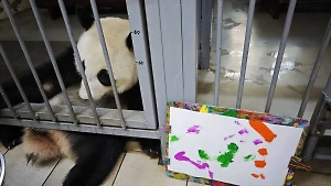 Московский зоопарк показал первый рисунок панды Катюши