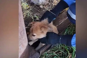 В Коми спасли пухлого щенка, застрявшего в опорной трубе