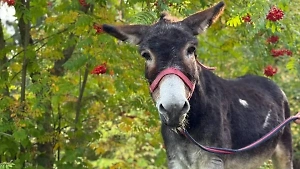 Возивший снаряды в зоне СВО ослик Жорик обрёл мирную жизнь в новом месте