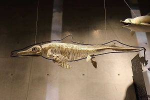 Зуб вымершего хищного кита обнаружили учёные на Урале