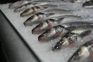 В Госдуме призвали проверить рыбу и морепродукты из Чёрного моря после разлива мазута