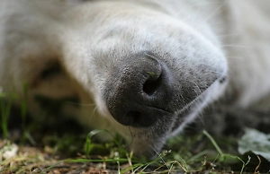 Исцеляет душу: Психолог объяснил, как чучела питомцев помогают справиться с утратой