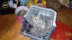 Из квартиры-свалки актрисы Качалиной спасли кошек, которых она хотела убить на деньги Ефремова