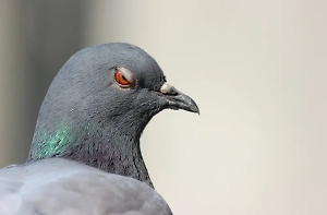 Двухлетняя девочка умерла от азиатской чумы после игры с голубем