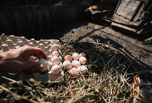 Песков заявил, что цены на яйца снизились не только из-за "эффекта прямой линии" с Путиным