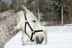 Испугавшаяся салюта лошадь чуть не задавила ребёнка на открытии ёлки в Башкирии