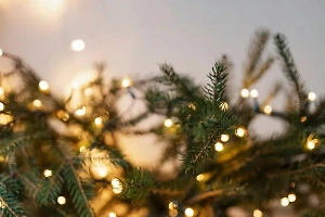 Учёные предупредили, что живая ель делает воздух в квартире опасным