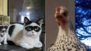 10 питомцев с такими странными узорами на шёрстке, что кажется, будто их разрисовали нарочно