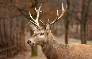 "Зомби-вирус", который убивает оленей в США, может перекинуться на людей
