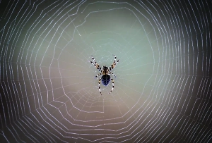 Паук пробрался в ухо британки и успел свить в нём гнездо