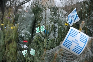 В Петербурге объявили охоту на нелегальных торговцев ёлками