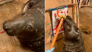 Тюлень Кайюс из Калининграда невзлюбил соседку и теперь вынужден рисовать картины