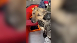 Патруль МЧС на лодке спас от верной смерти тонущего пса под Самарой
