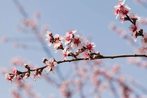 Агроном рассказала, как вырастить сакуру прямо у себя на даче