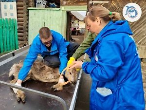 Добровольцы Гумкорпуса спасли косулю из зоны подтопления в Курганской области