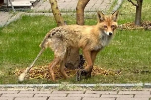 В подмосковном посёлке местные жители нашли измученную лису с капканом на передней лапе