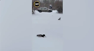 Высота снежного покрова в Петербурге достигла 11 сантиметров