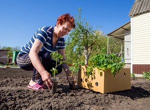 5 нетривиальных растений уже можно высаживать на даче, ведь они сразу зацветут