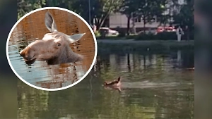 Лось открыл купальный сезон в одном из прудов на востоке Москвы