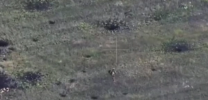 В Госдуме восхитились бойцом, который увернулся от роя дронов ВСУ