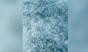 Медузы заполонили море у берегов Анапы